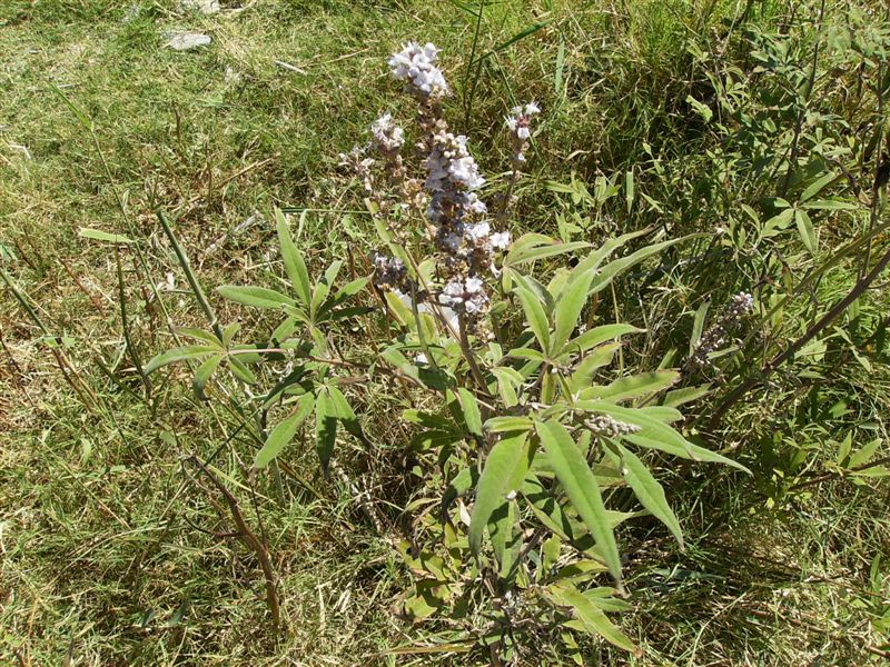 Vitex agnus-castus